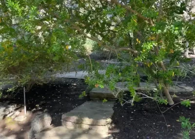Landscape and Handyman Service Provider